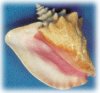 Conch (Pronounced konk) Shell