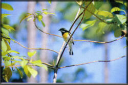 Birdwatching Nature Tour